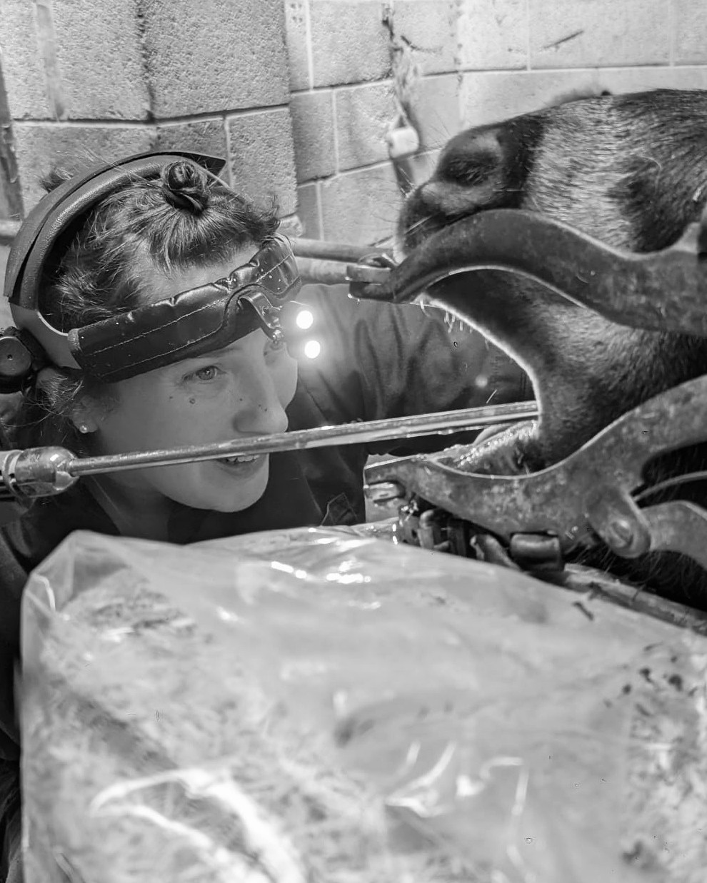 equine dental case study